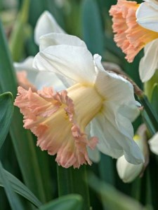 Narcissus Trompet British Gamble